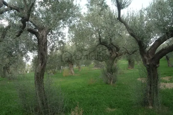 İzmir Torbalı Gold Emlaktan Satılık Kıymetli Meyve Bahçesi 2