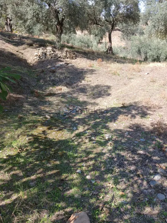 Aydın Nazilli İsabeyli Baraj Manzaralı Satılık Zeytinlik 2