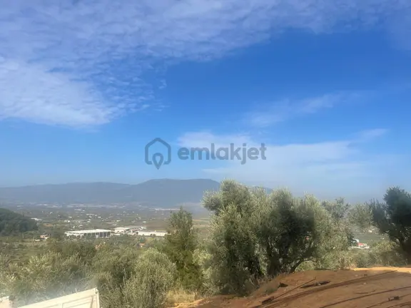 Kemalpaşa Aşağıkızılca Satılık 1758 M2 Tek Tapu Zeytinlik 1