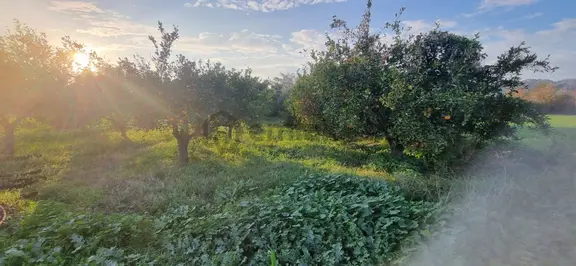 Tombul Emlaktan Aslanlı Mahallesinde Satılık Hobi Bahçesi 2