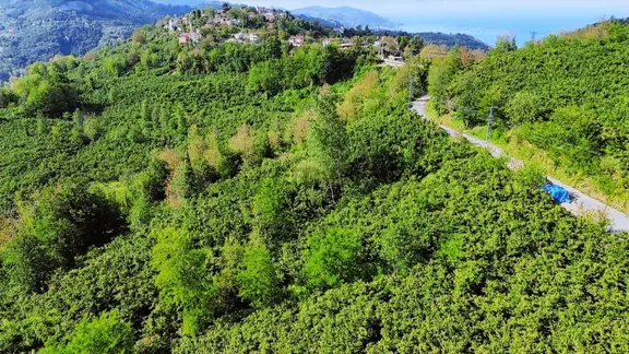 Perşembe Saray Mah. 9751m² Satılık Fındık Bahçesi 2
