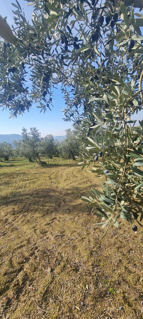C21 Cius; Gemlik Cihatlı'da Konum Avantajlı Zeytinlik 1