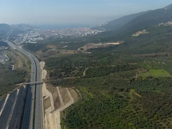 C21 Cius; Gemlik Cihatlı'da Konum Avantajlı Zeytinlik 1