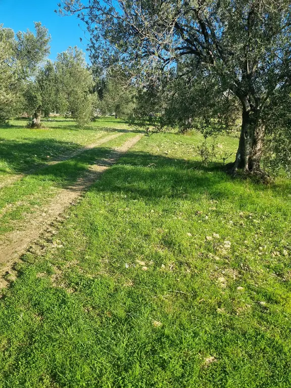 Premar Ayvada'dan Gömeç Karaağaç Sahil'de Villa İmarlı 300 M2 1