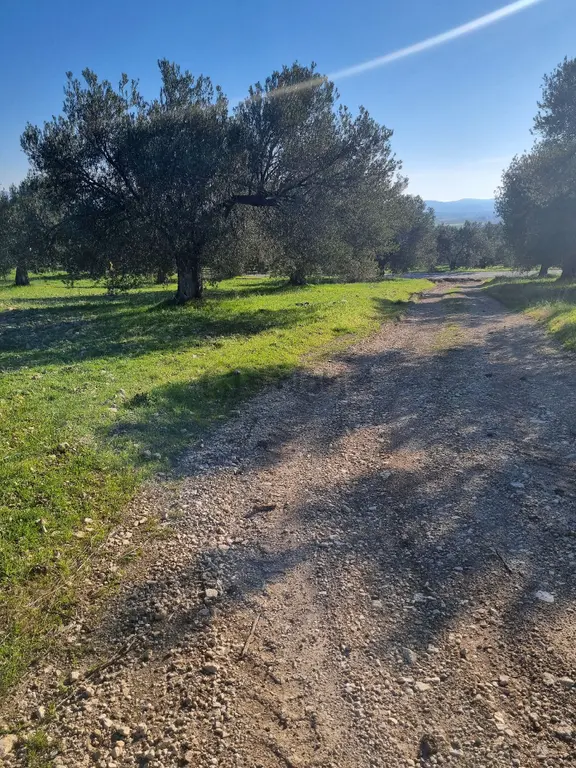 Premar Ayvada'dan Gömeç Karaağaç Sahil'de Villa İmarlı 300 M2 2