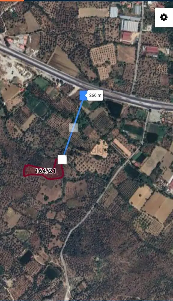 Muğla Milas Danışment'de Satılık Verimli Zeytinlik Tarla 2