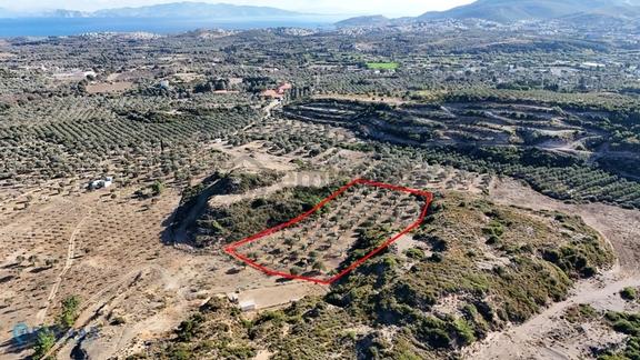 Datça Reşadiye'de 8396m² Zeytinlik Tarla 1