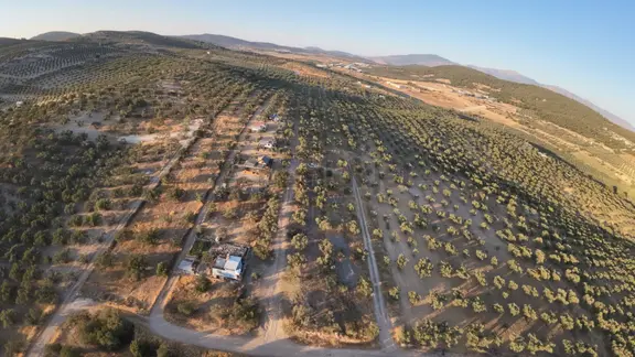 Gerenköyde Kadast. Yola Cepheli 70-80 Ağaçlı Satılık Zeytinli Tarla 1