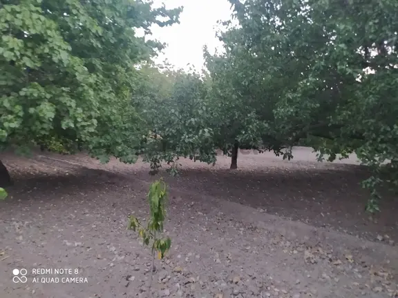Yeşilhisar Hacılımezarlığı Mevki İçinde Evi Olan Satılık Tarla 1