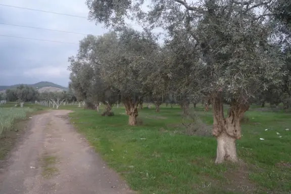 İzmir Torbalı Gold Emlaktan Satılık Zeytin Bahçesi 1