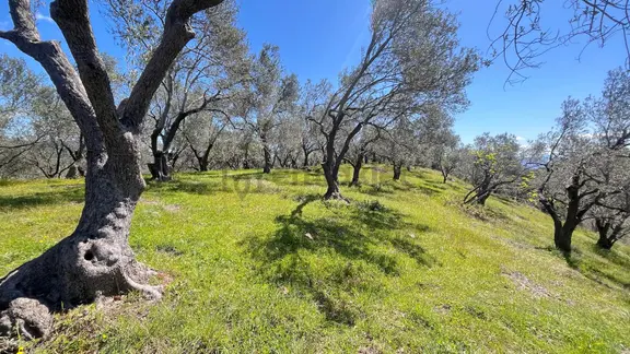 Başaran Emlak'tan Satılık Muhteşem Manzaralı Beyoba'da Zeytinlik 1