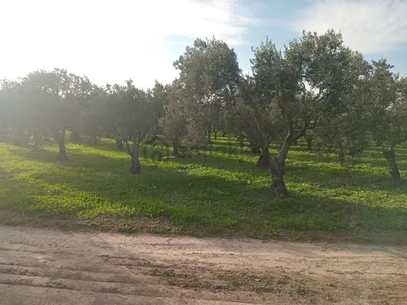 Akhisar Dayıoğlu Mah Satılık Zeytinlik (emin'den) 1