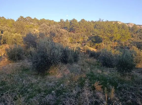 Sahil Ceylanda 7100 M2 Satılık Tarla. 2