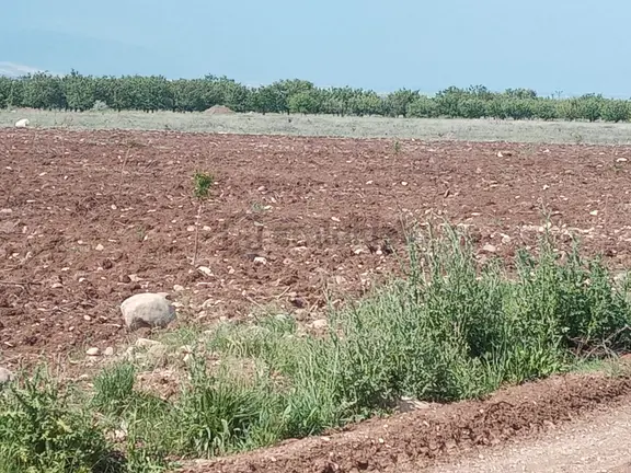 Acilihtiyaçtan Akçadağ Dedeköyde Sulama Kanlının Yanında Satılık 18 Dönüm Sulu Tarla-bahçe 1