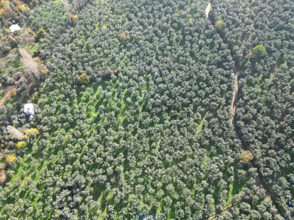 Bursa Orhangazi Karsak Köyü Satılık Zeytinlik 2