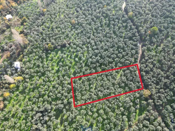 Bursa Orhangazi Karsak Köyü Satılık Zeytinlik 1