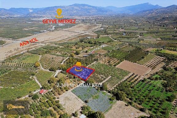 Sakarya Geyve 2.341 M2 Üzüm Bağı 1