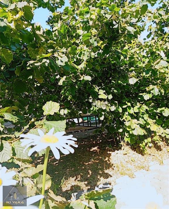 Resmi Kayıtlı Tapuya İşlenmiş Müstakil Ev Ve Arsa 2