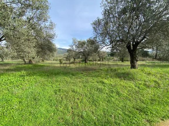 Balıkesir Edremit Çamcı Köyünde 14160 M² Asfalt Cepheli Satılık Zeytinlik 2