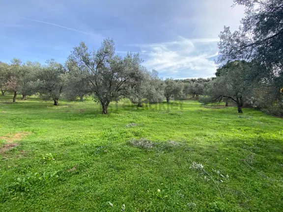Balıkesir Edremit Çamcı Da Manzaralı 8832 M2 Zeytinlik Satılık 1