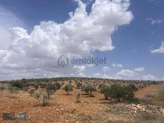 Seç Emlak'tan Oğuzeli-tınazdere Tek Tapu Zeytin Bahçesi 2