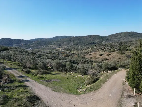 Torbalı Taşkesik’te Satılık 11915 M2 Yatırımlık Fırsat Zeytinlik 1