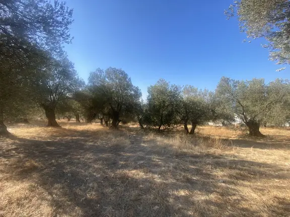 Balıkesir Gömeç Te Satılık 3,716 Metre Kare Villa İmarlı Arsa 2