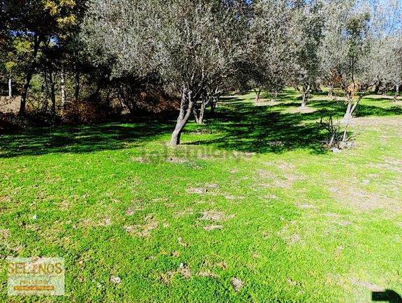 Bergama Çamtepe(mahmudiye)köyü'nün Dibinde Zeytinlik 2