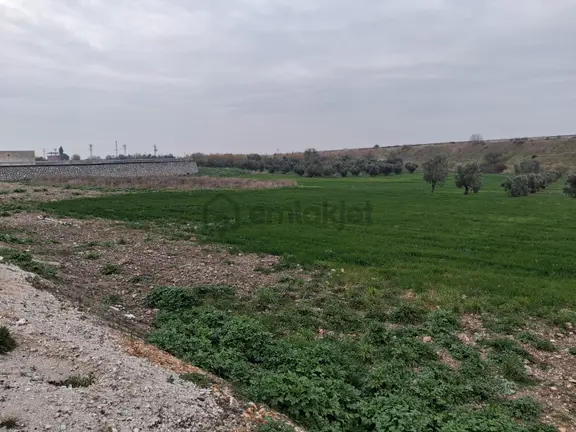 Manisa Şehzadeler Karaoğlanlı Satılık Zeytinlik 2