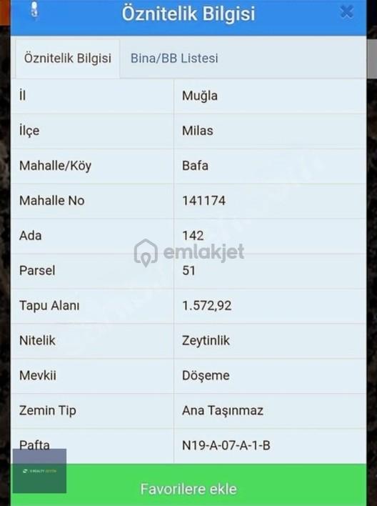 Milas Bafa'da Zeytinlik 2