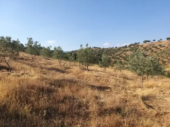 Manisa,demirci Ahmetler Köyünde//köye3km(10dk)yola Cepheli 6dönüm Zeytinlik Satılık 1