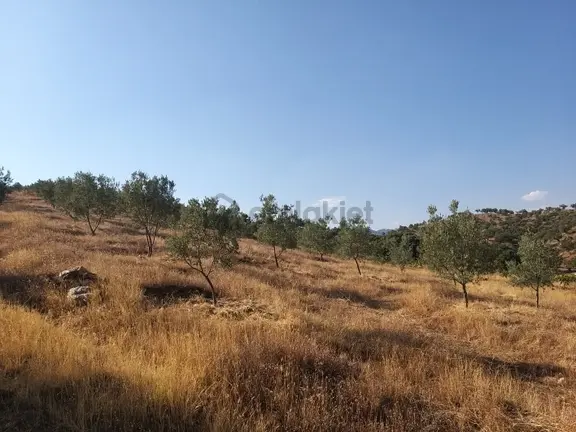 Manisa,demirci Ahmetler Köyünde//köye3km(10dk)yola Cepheli 6dönüm Zeytinlik Satılık 2