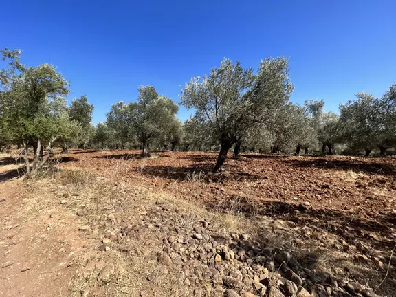 Ayvalık Cunda Adasın Da Satılık 8522 Metre Kare Zeytinlik 2