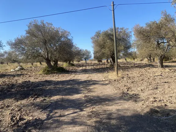 Ayvalık Sakarya Da Satılık 18 Donum Zeytinlik.yola Cepheli. 2