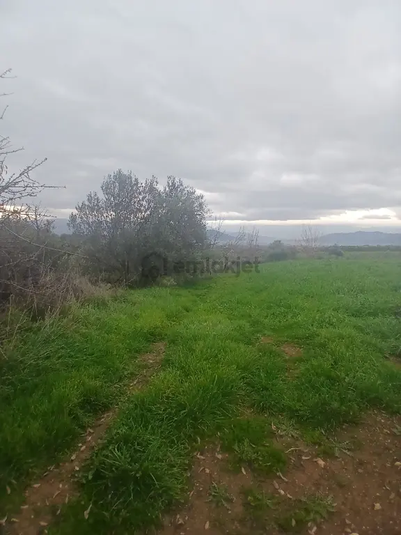 Kiraz Musluklar Mevkisinde 5.847m2 Tala Satılık 1