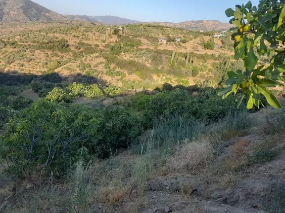 Tombul Emlaktan Yaylapınar Köyünde Satılık İncirlik Hobi Bahçesi 1