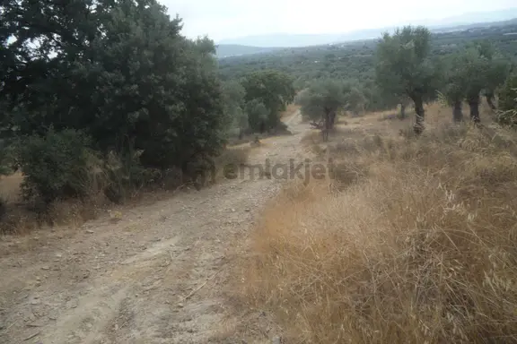 İzmir Torbalı Gold Emlaktan Satılık Zeytinlik 2
