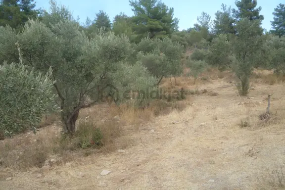 İzmir Torbalı Gold Emlaktan Satılık Zeytinlik 1