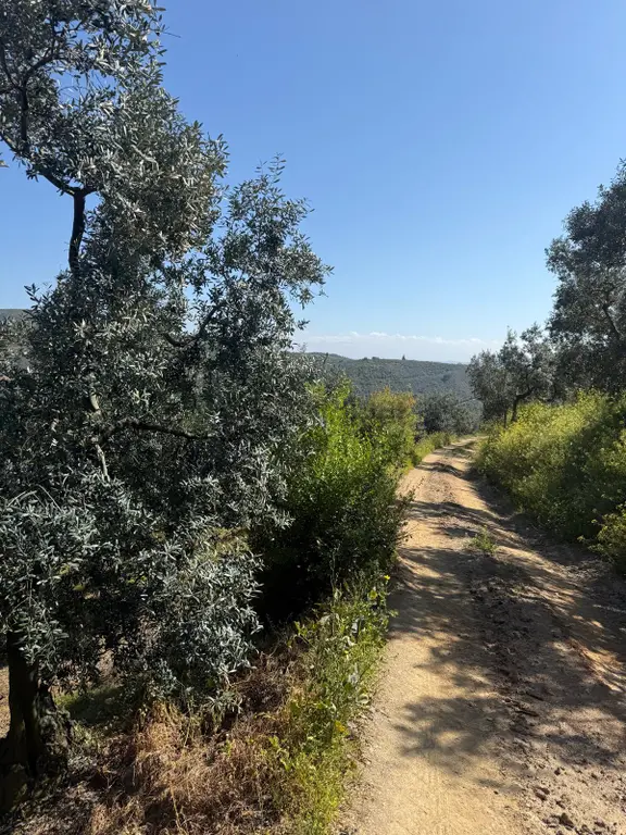 C21 Cius ; Küçük Kumla Mahallesinde 1845 M2 Satılık Zeytinlik 2