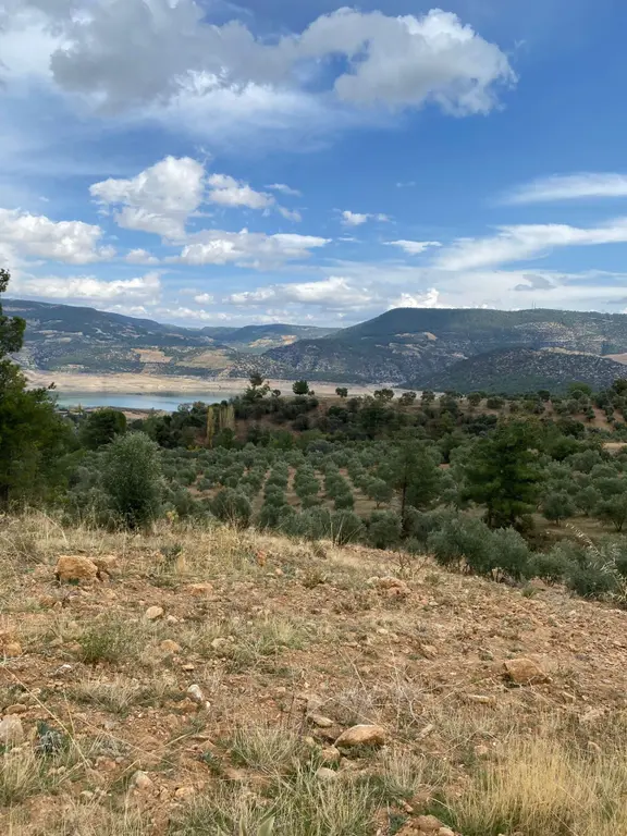 Bozdoğan Kemer Mahallesinde Satılık Zeytinli Tarla 1