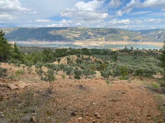 Bozdoğan Kemer Mahallesinde Satılık Zeytinli Tarla 2