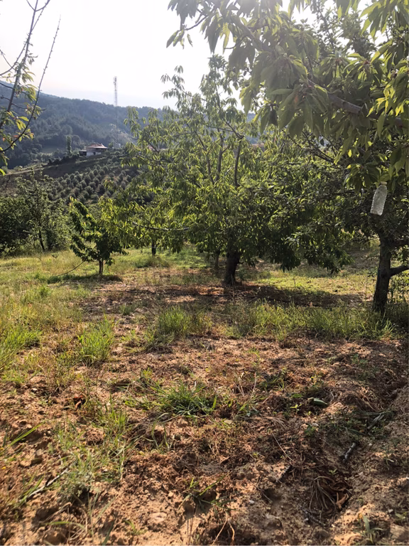 Araç Ev Takaslı Karadeniz Havasını Aratmayacak Yaşam Fırsatı 1