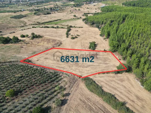 Ekşili'de Köy İçi Ormana Cephe 6631 M2 Satılık Tarla 1