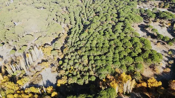 Pinus Gayrimenkul'den//kozak Karaveliler'de 5.512 M² Fıstıklık 2