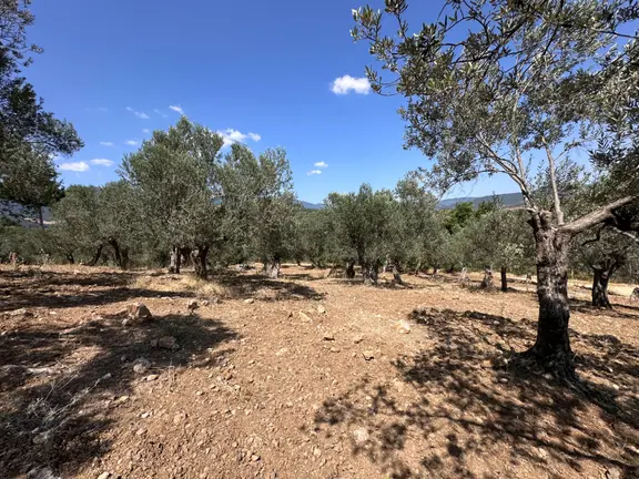 ▀▄mera Emlaktan Dereli Köyüne Yakın 15.500 M2 Müstakil Zeytinlik 2