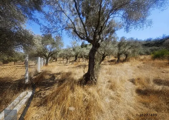 Torbalı Karakızlarda Tek Tapu 9.500 M2 Zeytinlik Emsalsiz Fiyata 2