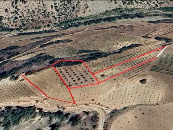 Budaklı'da Müstakil Tapulu (4.085m2) Satılık Zeytinlik 2
