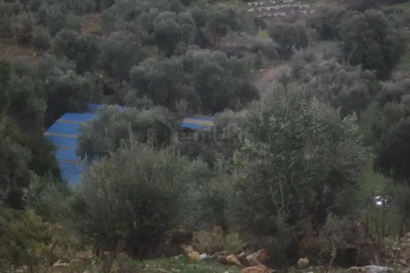 İzmir Torbalı Gold Emlaktan Satılık Zeytinli Tarla 1