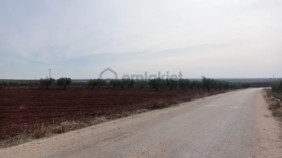 Babil Emlaktan Satlık Yavuzluda Asfat Üzeri 17.5 Dönüm Yetişkin Zeytinlik 2