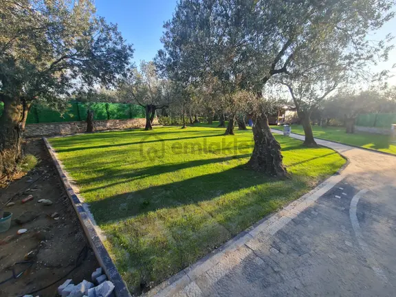 Artı'dan İçerisinde Ahşap Evi Olan Satılık 1.170 M2 Zeytinlik 2
